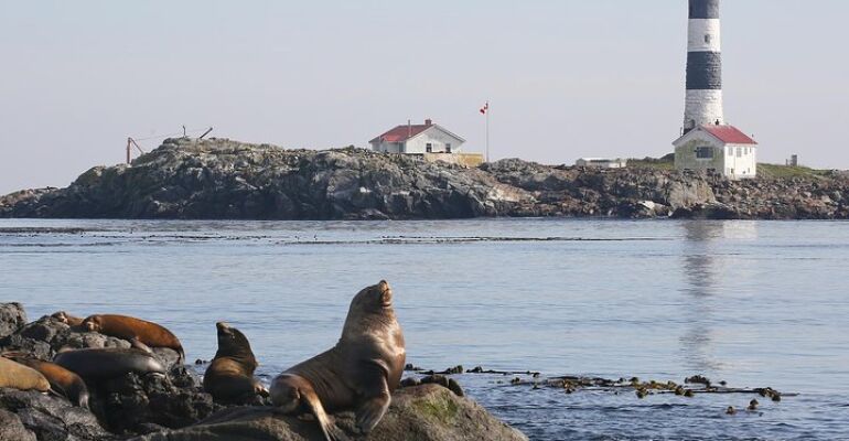Victoria Whale and Wildlife Watching Tour