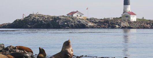 Victoria Marine Wildlife Tour
