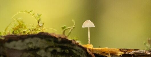 Whistler: Coastal Rainforest Walk