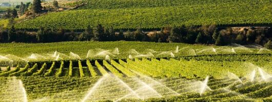 West Kelowna Wine Tour - Classic - 6 Wineries