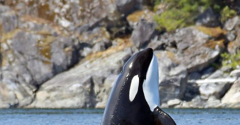 Campbell River Whale Watching Adventure Cruise