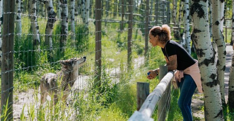 Cochrane Wolfdog Sanctuary Educational Experience