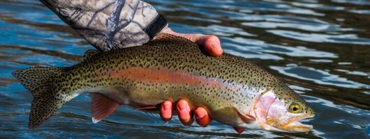 Whistler Beginner Fishing UTV Tour