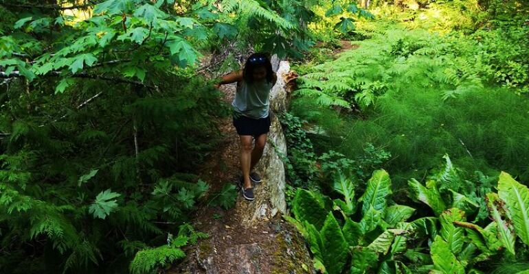Victoria Private Guided Rainforest Hiking Tour
