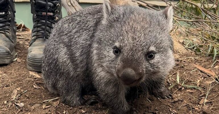 Hobart Bonorong Wildlife and Mount Wellington Tour