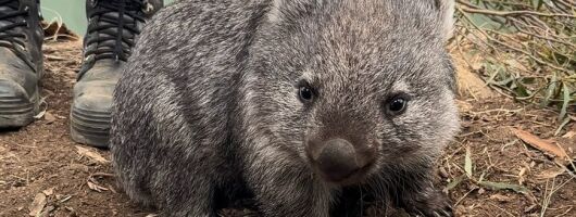 Tasmanian Wildlife and Mountain Shore Excursion 