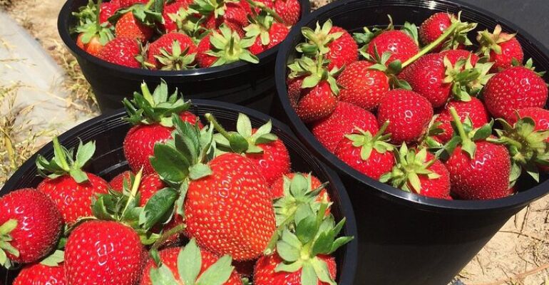 Stellenbosch Strawberry Picking Experience