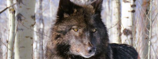 Wolfdog Sanctuary and Banff Day Trip
