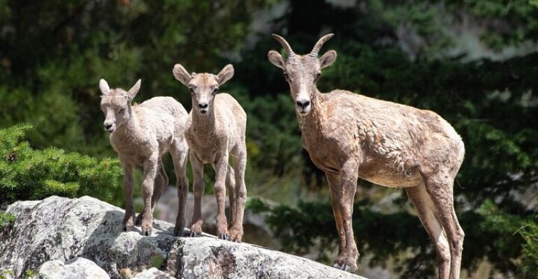 Yellowstone Wildlife Viewing Day Adventure