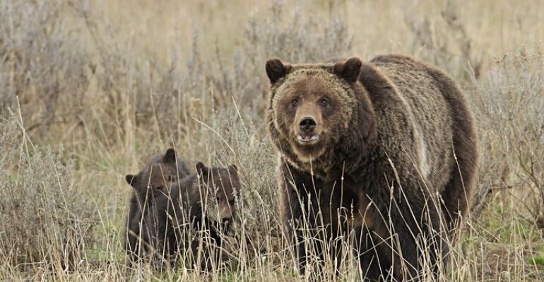 Yellowstone Private Wildlife Tour Adventure