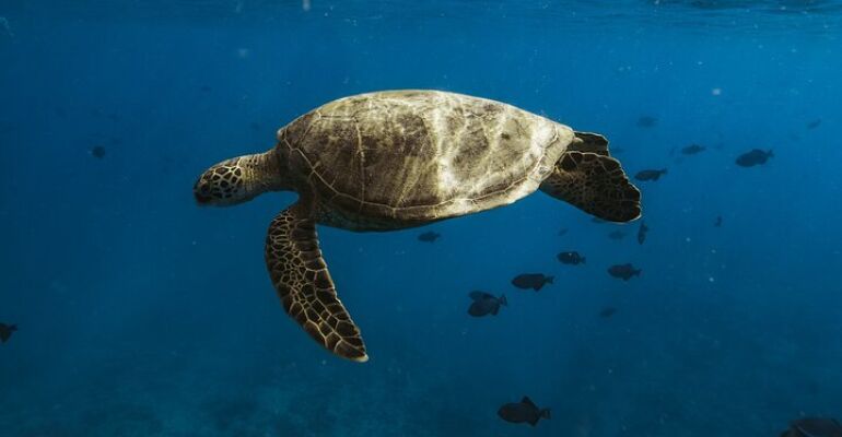 Hawaii Turtle Canyon Snorkeling Adventure