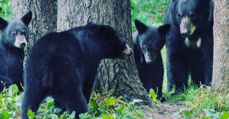 Ketchikan Customizable Private Tour Experience