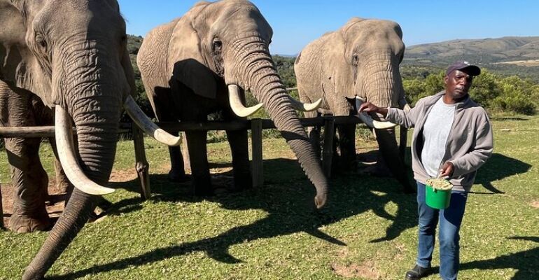 Greater Addo Elephant and Giraffe Walk