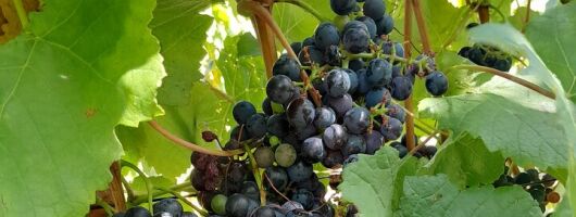 Stellenbosch Wine and Franschhoek Tram Tour experience 