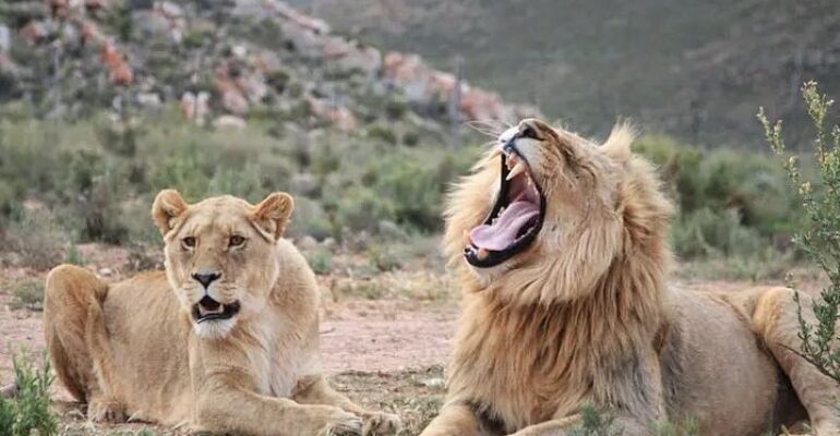 Cape Town Aquila Private Game Drive Tour