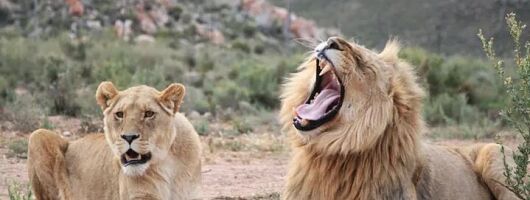 Big Five Aquila Safari Experience with Private Transfer 