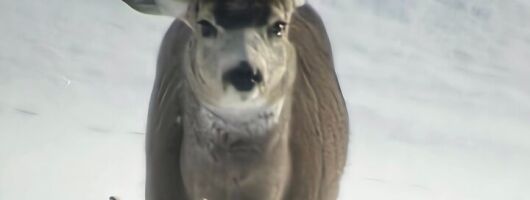 Private Wolf and Bear Watching in Yellowstone