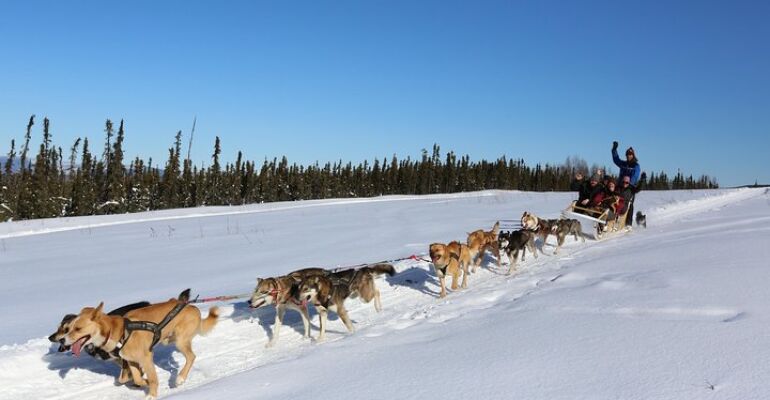 Alaska Dog Sledding Adventure and Experience