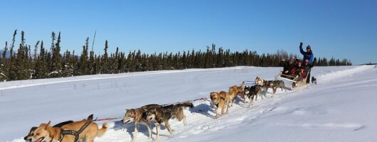1 hour Winter Dog Sledding in Fairbanks