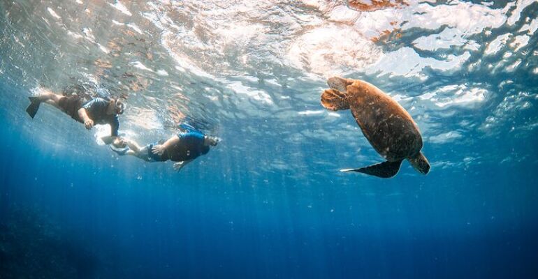 Lahaina Guided Snorkeling Adventure with Turtles