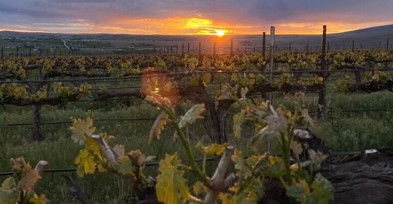 Seattle Wine Country Scenic Drive Experience