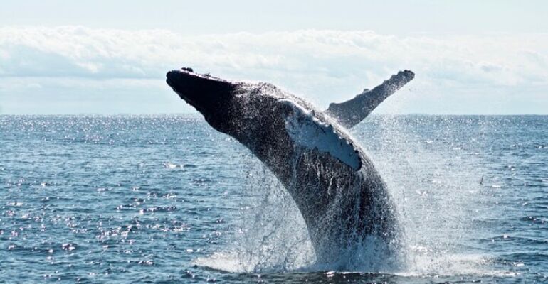Juneau Whale Watching Boat Tour Experience