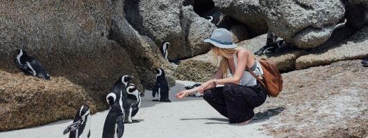 Half Day Cape Point and Boulders Beach Penguin Group Tour