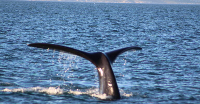 Hermanus Whale Watching and Penguin Tour