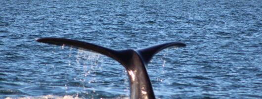 WHALES OF HERMANUS