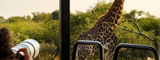 Private Pilanesberg Safari with Lunch from Johannesburg