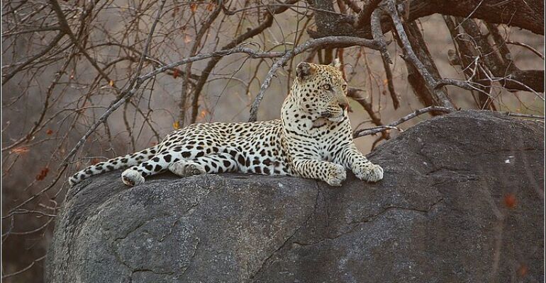 Cape Town Pilanesberg Safari Adventure