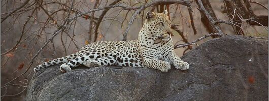 Safari Cape Town Day Trip Big 5 Pilanesberg Reserve Inc flights