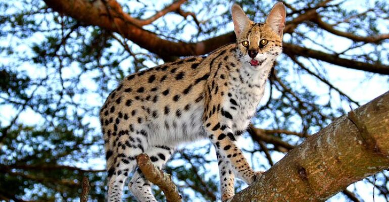 Durban Safari Adventure and Wildlife Encounter