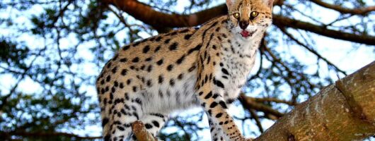 Hluhluwe Safari & Emdoneni Wild Cat Conservation Experience