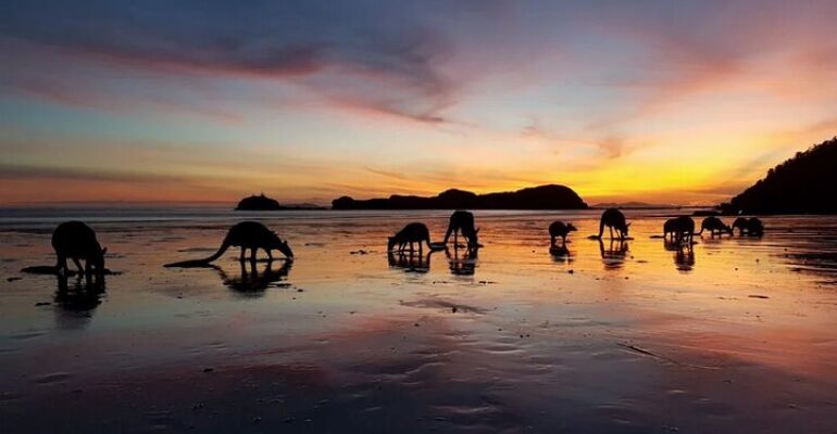 Cape Hillsborough Kangaroo Beach Tour