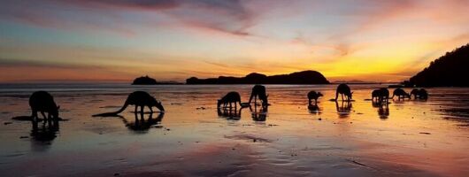 Kangaroos on the Beach Full-Day Private Tour Departing Mackay