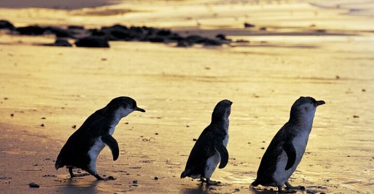 Phillip Island Small Group Wildlife Tour
