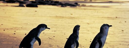 A Day with Penguins & Kangaroos: Small group Phillip Island Tour