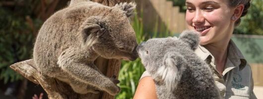 Jervis Bay Beach and Koalas