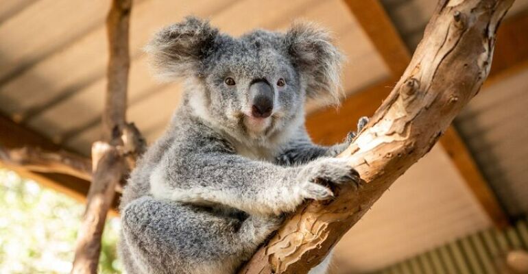 Sydney Blue Mountains Cultural Experience Tour