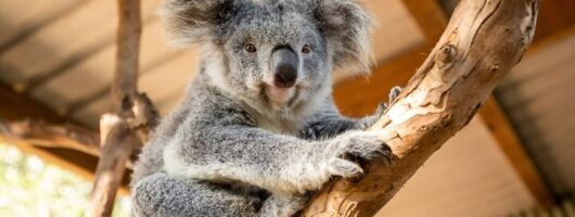 Blue Mountains Tour: Small Group with Featherdale, Winery & Ferry