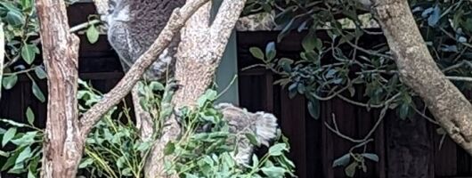 Wollongong Sightseeing Guided Day Tour