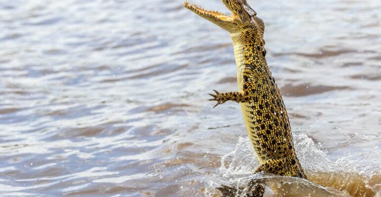 Darwin Jumping Crocodile Cruise Adventure