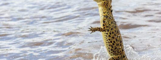 Croc Country Safari - Jumping Crocs Transfer