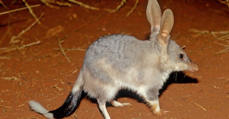 Dryandra Wildlife and Sunset Picnic Adventure