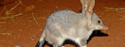  Australian Animal Night Safari