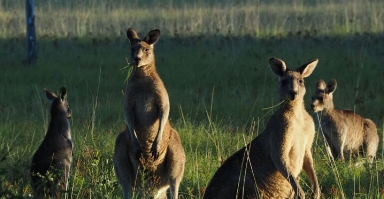 Sydney Wildlife Spotting Tour in Bowral