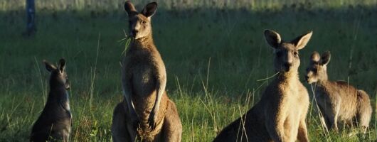 Sydney Wildlife Safari
