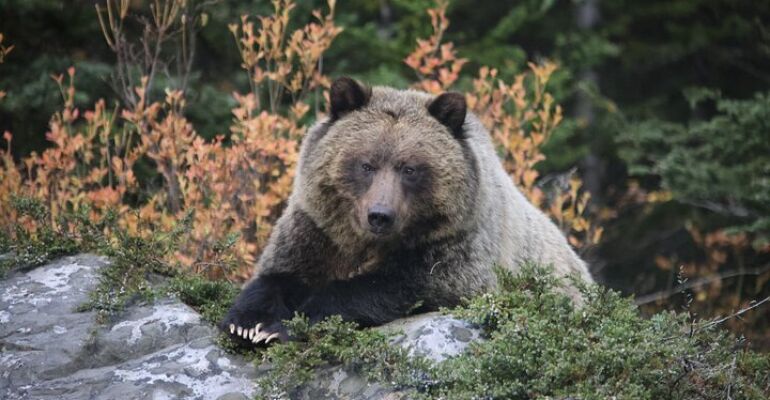 Banff Wildlife Viewing and Scenic Tour