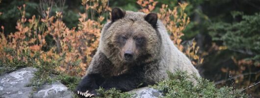 Guided Tour to Banff Highlights & Wildlife With Gondola Admission